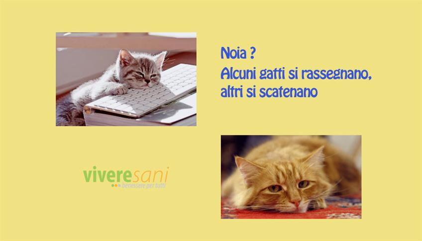 Anche i gatti si annoiano Anche i gatti si annoiano